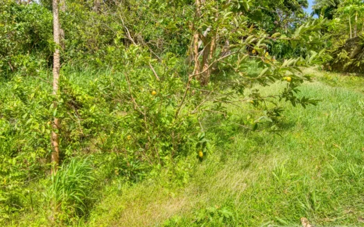 PETITE COULIBRI ESTATE – 310 Acres of High-End Sustainable Eco-Resort and Legacy Development Potential