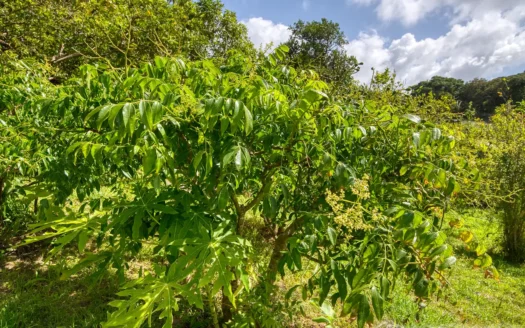 PETITE COULIBRI ESTATE – 310 Acres of High-End Sustainable Eco-Resort and Legacy Development Potential
