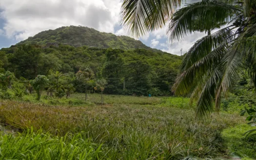 PETITE COULIBRI ESTATE – 310 Acres of High-End Sustainable Eco-Resort and Legacy Development Potential