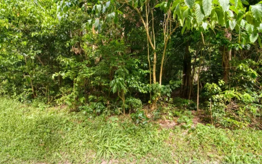 PETITE COULIBRI ESTATE – 310 Acres of High-End Sustainable Eco-Resort and Legacy Development Potential