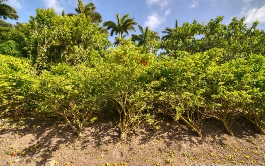 PETITE COULIBRI ESTATE – 310 Acres of High-End Sustainable Eco-Resort and Legacy Development Potential