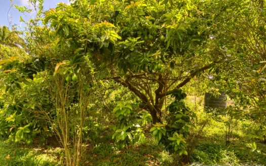PETITE COULIBRI ESTATE – 310 Acres of High-End Sustainable Eco-Resort and Legacy Development Potential