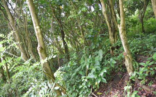 PICARD, PORSTMOUTH – 5225 SQUARE FEET OF PRIME VACANT LAND